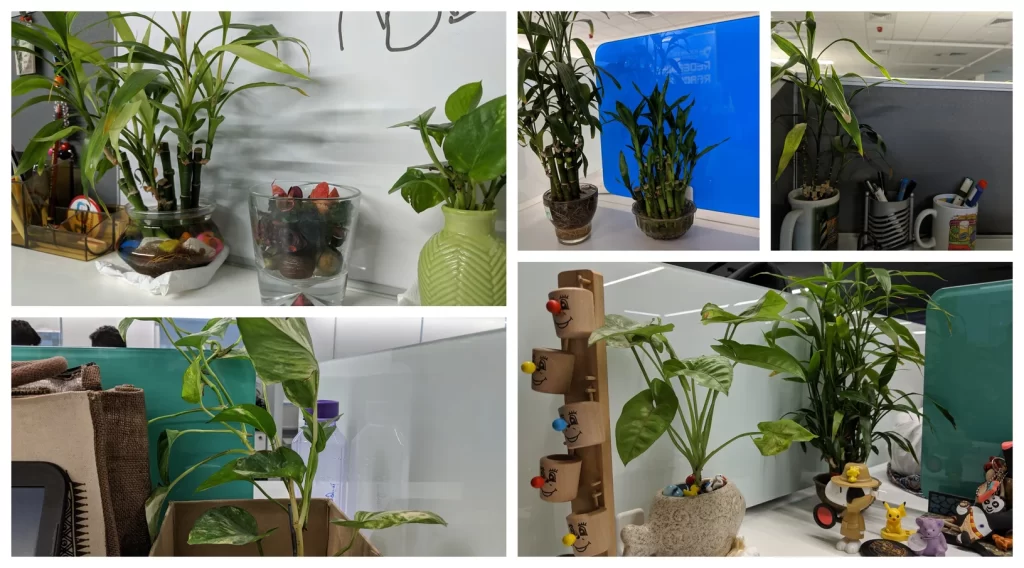 Workstation Plants
