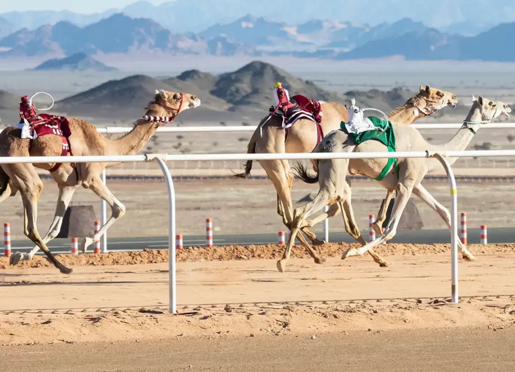 Camel Racing Event