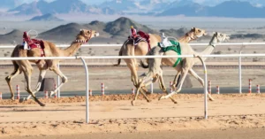 Travel & Tourism Camel Racing Proposition